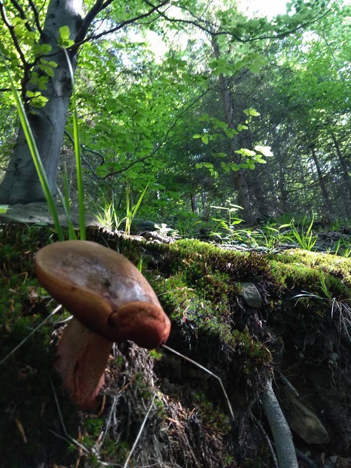 Domek alpejski Babia *